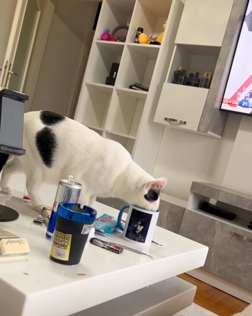 Mačka Sabka pije kafu iz šolje na stolu u dnevnoj sobi, radoznala mačka koja istražuje ljudske navike i svakodnevni život sa mačkom