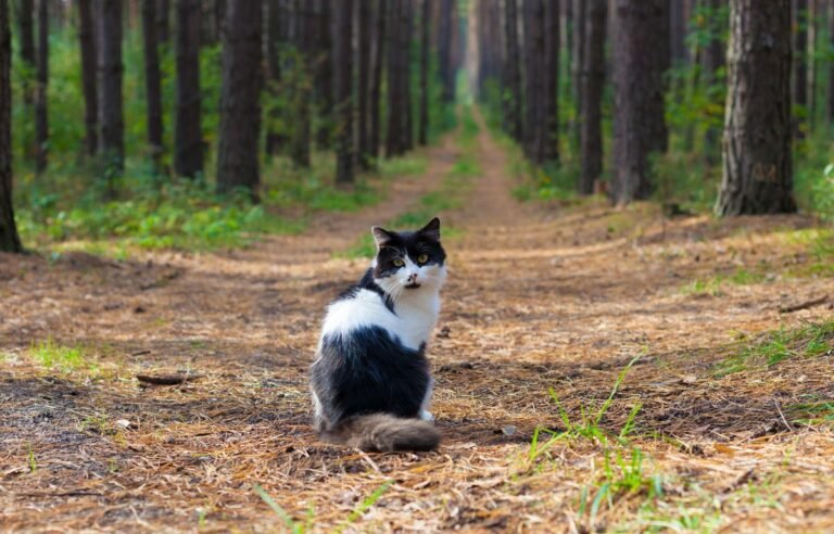 Mačak sedi sam na šumskoj stazi nakon godina života bez doma – 6 godina je živeo sam u šumi dok se nije pojavila ona