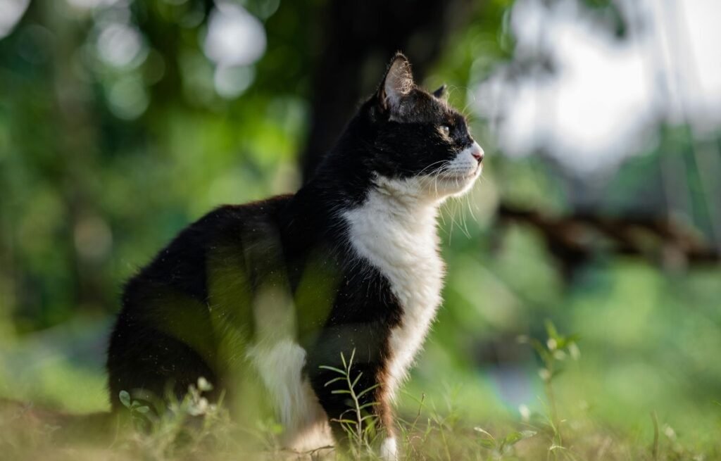 Crno-beli mačak sedi u prirodi i oprezno posmatra okolinu nakon dugog života napolju - 6 Godina je živeo sam u šumi