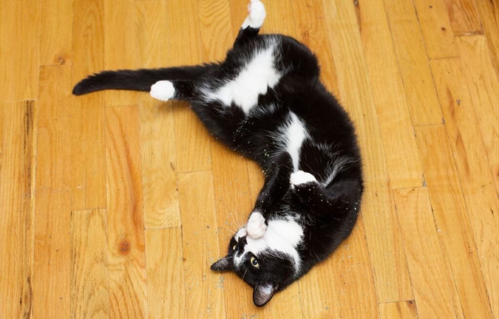 Spašeni crno-beli mačak opušteno leži na podu u toplom domu nakon života na ulici - 6 Godina je živeo sam u šumi