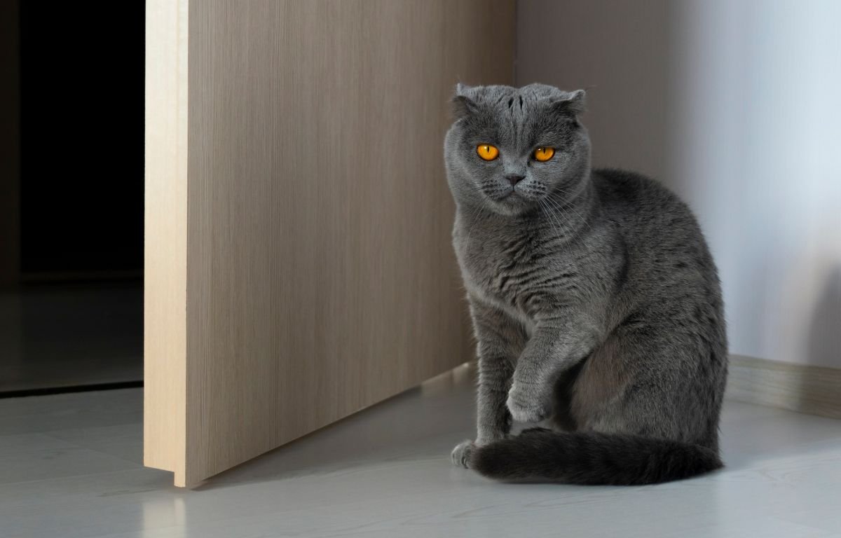 Ako vam siva mačka dođe na vrata – Evo šta to znači