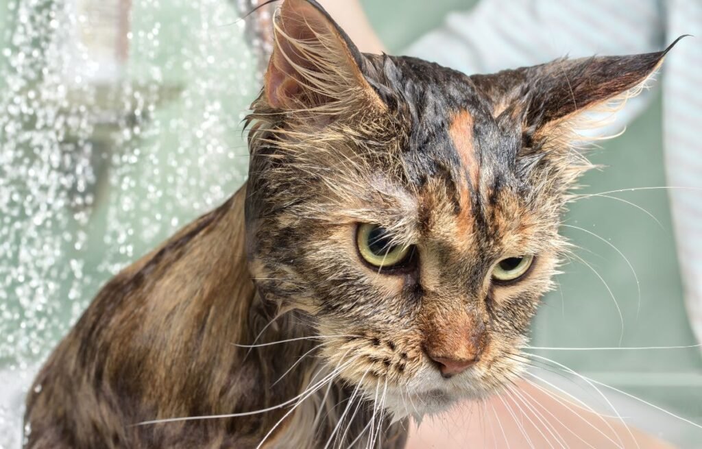 Mačka mokrog krzna tokom tuširanja dok voda pada po njenom telu – Da li mačke treba kupati