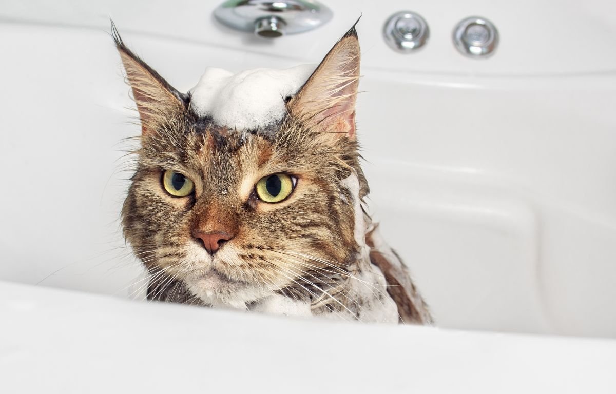 Da li mačke treba kupati – Ovo zbunjuje mnoge vlasnike