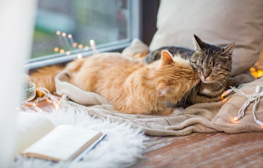 Mačke se nežno maze i odmaraju zajedno u toplom domu, simbol bliskosti i pripadnosti porodici – Kada mačka postane deo porodice