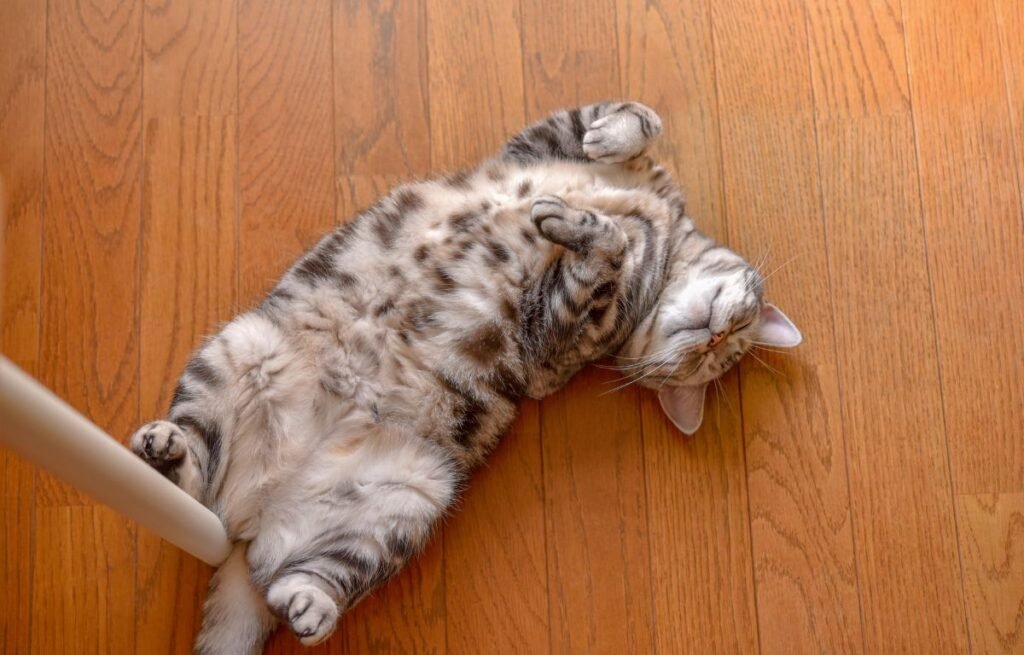 Mačka leži na leđima na drvenom podu i pokazuje stomak kao znak sigurnosti i poverenja prema vlasniku - Mačka vam dozvoljava da je mazite po stomaku