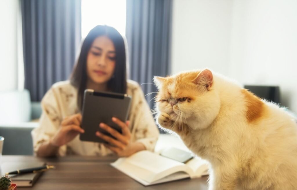 Mačka deluje zamišljeno dok vlasnica gleda u tablet – Mačka Vas Ignoriše razlog će vas poprilično iznenaditi