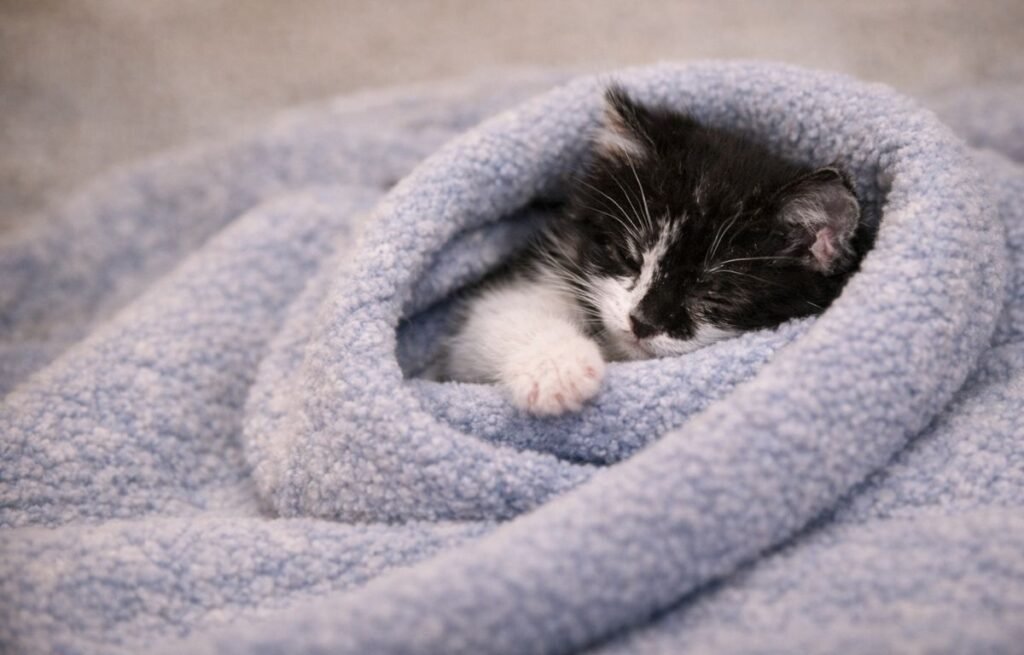 Najmanja mačka na svetu Mr. Peebles spava umotana u mekano ćebe, a njegova sićušna šapa i krhko telo naglašavaju koliko je bio mali – Upoznajte najmanju mačku na svetu – neverovatna priča o Mr. Peeblesu