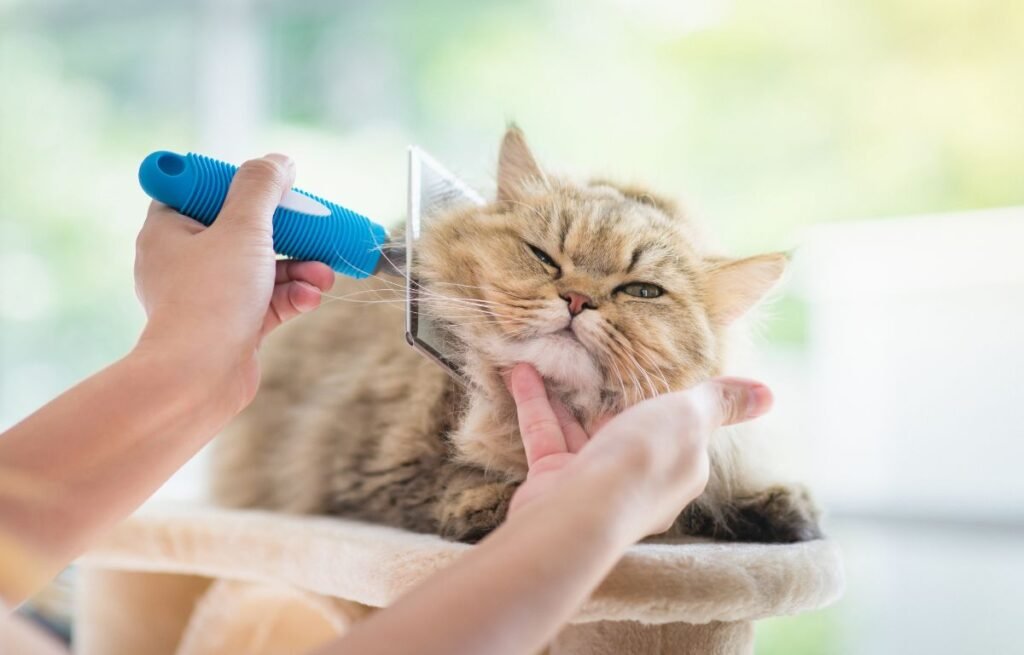 Redovno četkanje mačke pomaže smanjenju peruti i održavanju zdrave kože i krzna – Perut kod mačaka – zašto se pojavljuje i kako je se rešiti