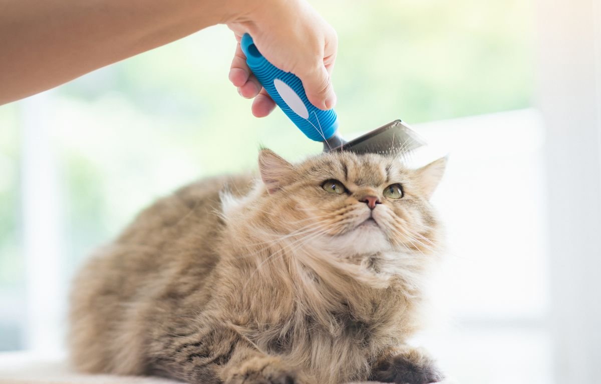 Perut kod mačaka – zašto se pojavljuje i kako je se rešiti