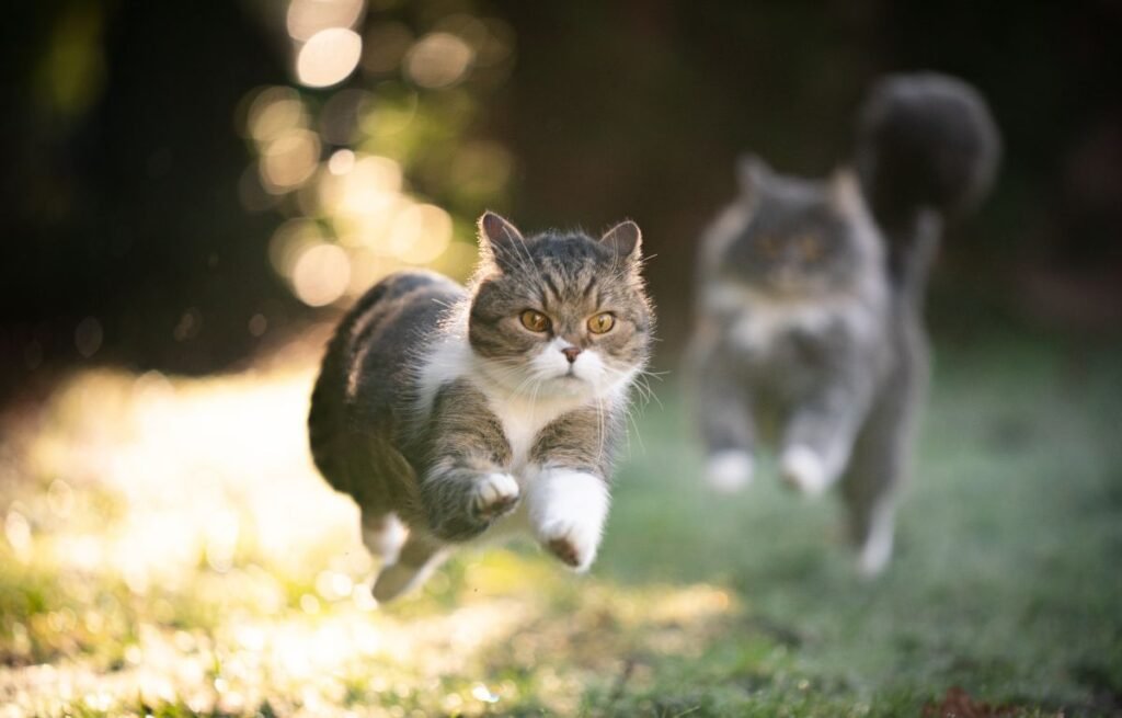 Dve mačke trče velikom brzinom kroz travu tokom zoomies epizode – Zašto mačka naglo poludi i trči po kući