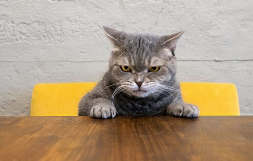 Mačka je ljuta na vas ove greške je samo još više razbesne siva mačka za stolom sa ozbiljnim i nezadovoljnim pogledom