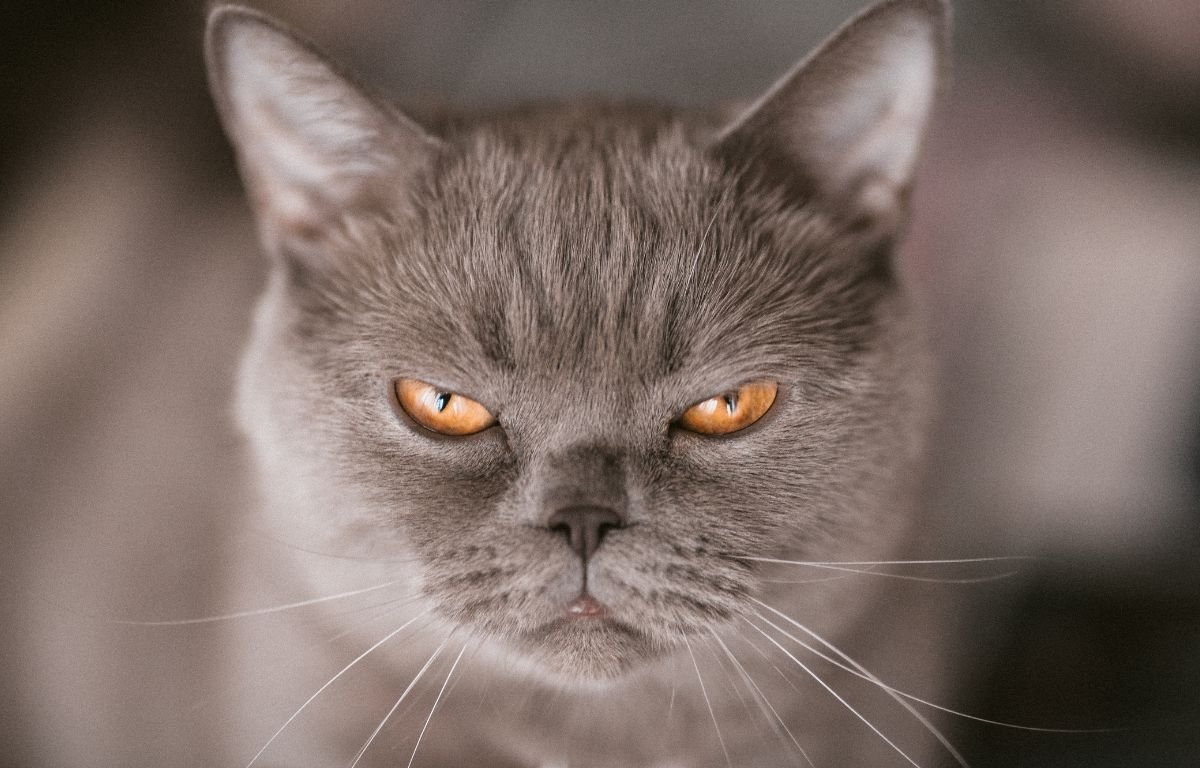 Mačka Je Ljuta Na Vas? Ove Greške Je Samo Još Više Razbesne