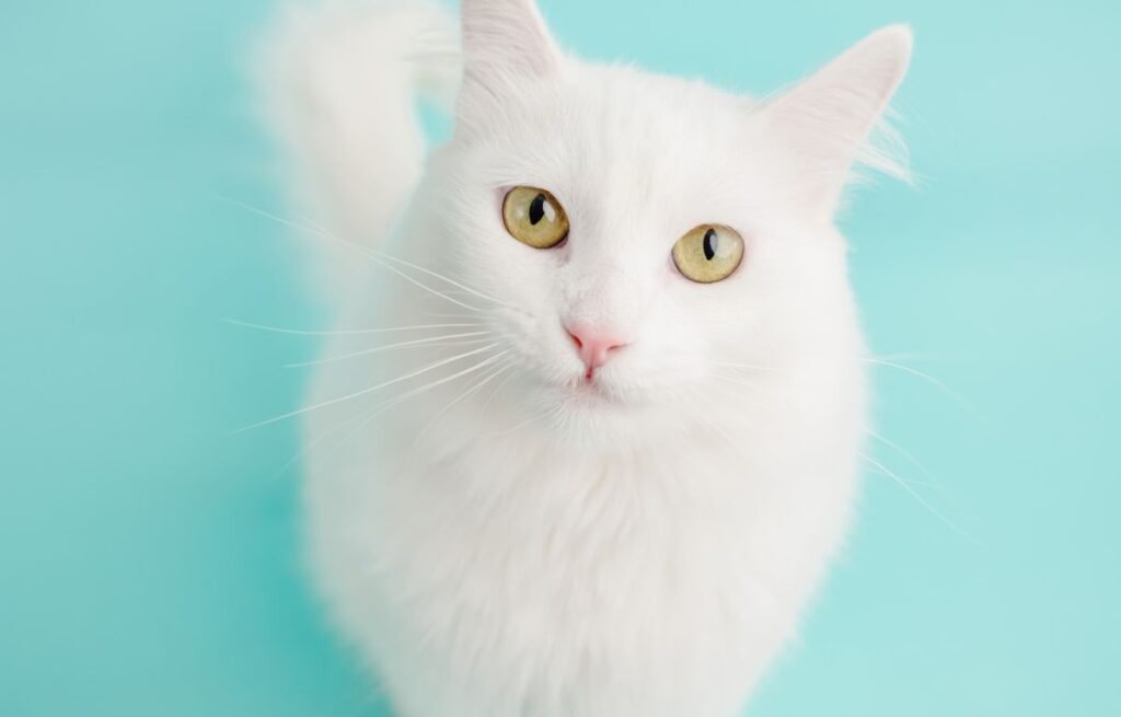 Bela mačka gleda vlasnika i pokazuje posebnu povezanost i poverenje – Ako Vam Mačka Radi OVO – Imate Posebnu Vezu