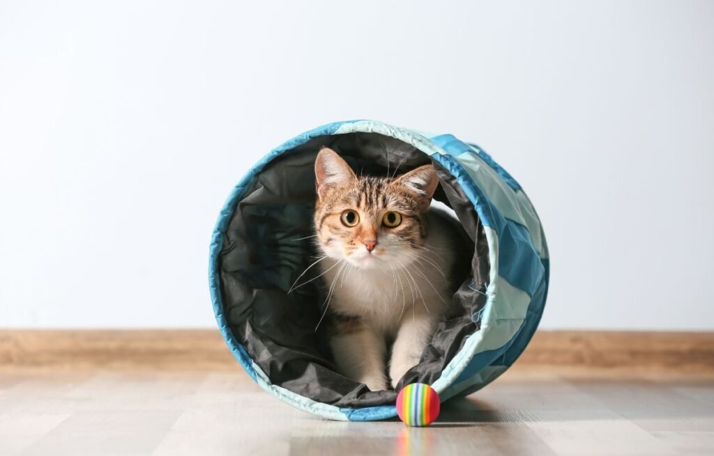 Mačka se igra u tunelu i pokazuje poverenje i opuštenost u svom prostoru – Ako Vam Mačka Radi OVO – Imate Posebnu Vezu