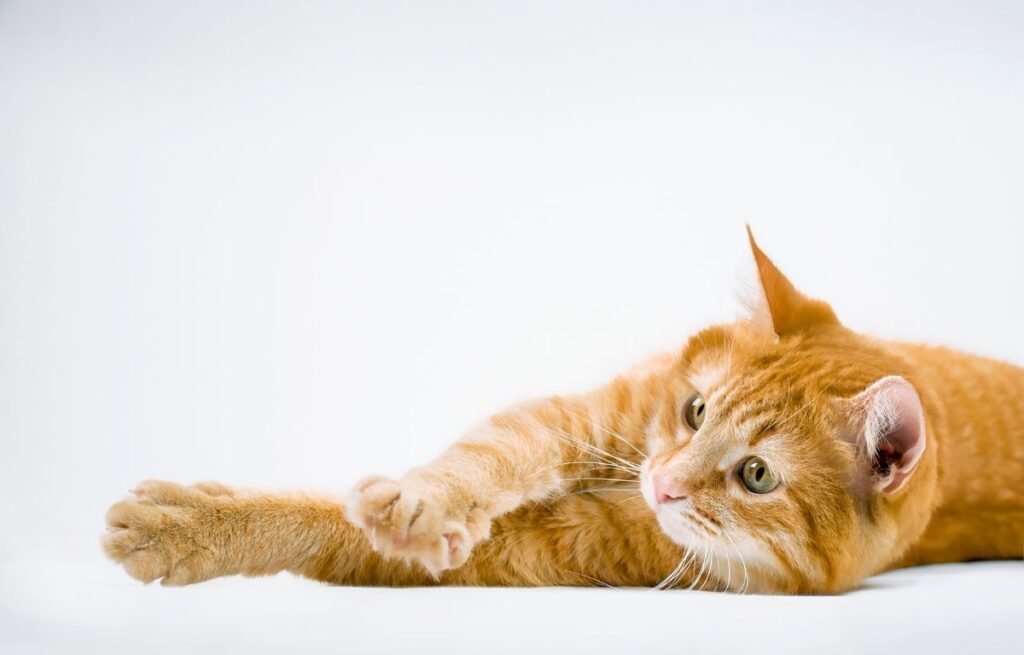 Mačka se proteže kad Vas vidi – odgovor će Vas iznenaditi, narandžasta mačka se isteže i pokazuje opuštenost i poverenje prema vlasniku