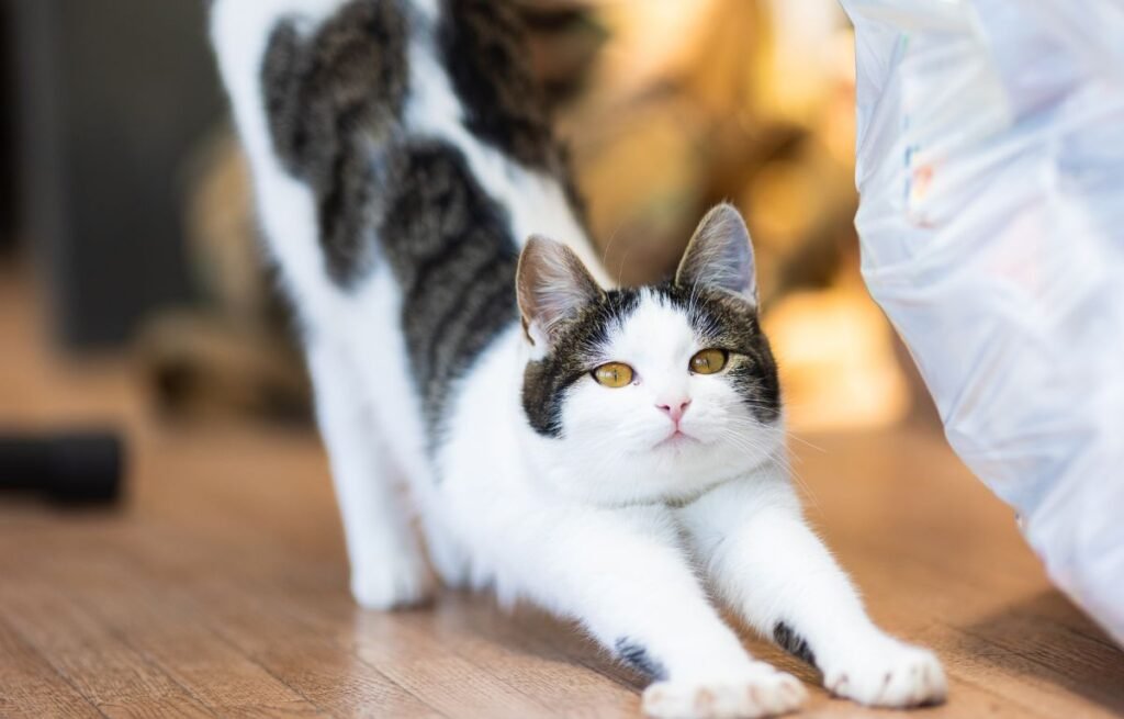 Mačka se proteže kad Vas vidi – odgovor će Vas iznenaditi, mačka isteže prednje šape i pokazuje znak opuštenosti i poverenja prema vlasniku