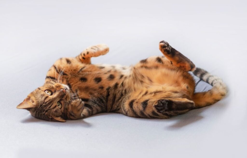 Najinteligentnije rase mačaka – bengalska mačka leži na leđima i posmatra okolinu radoznalim pogledom