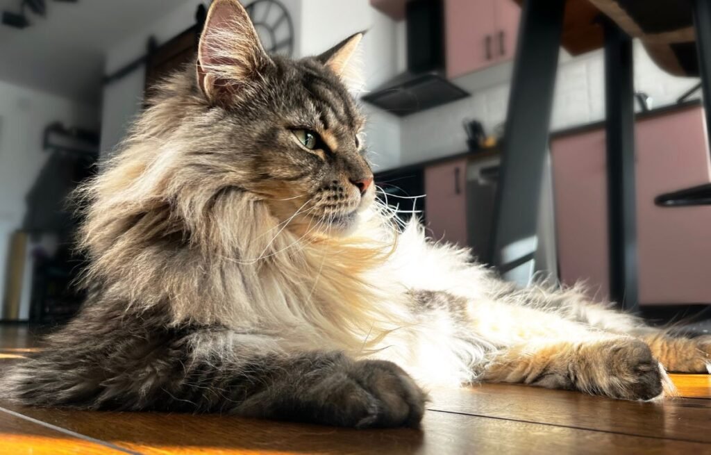 Najinteligentnije rase mačaka – mejn kun mačka leži u domu i posmatra okolinu mirnim pogledom