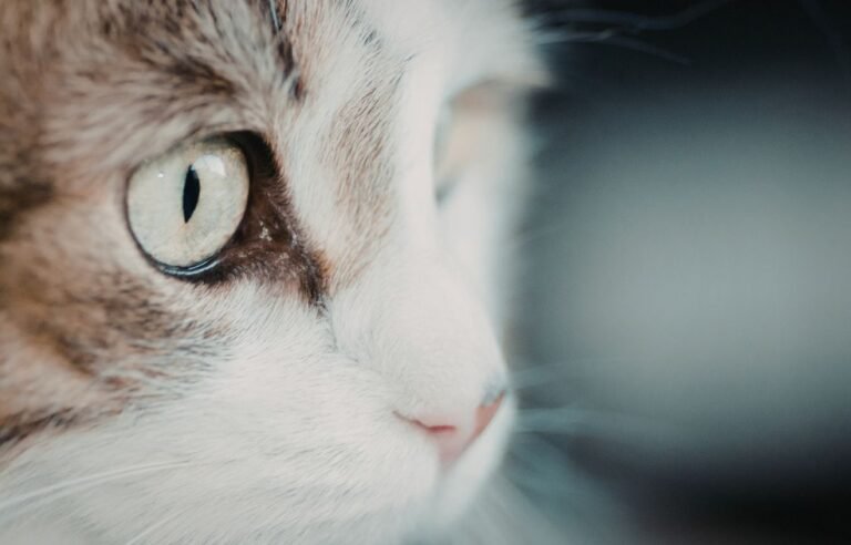 Najinteligentnije rase mačaka – inteligentna mačka sa fokusom na oko i pogled