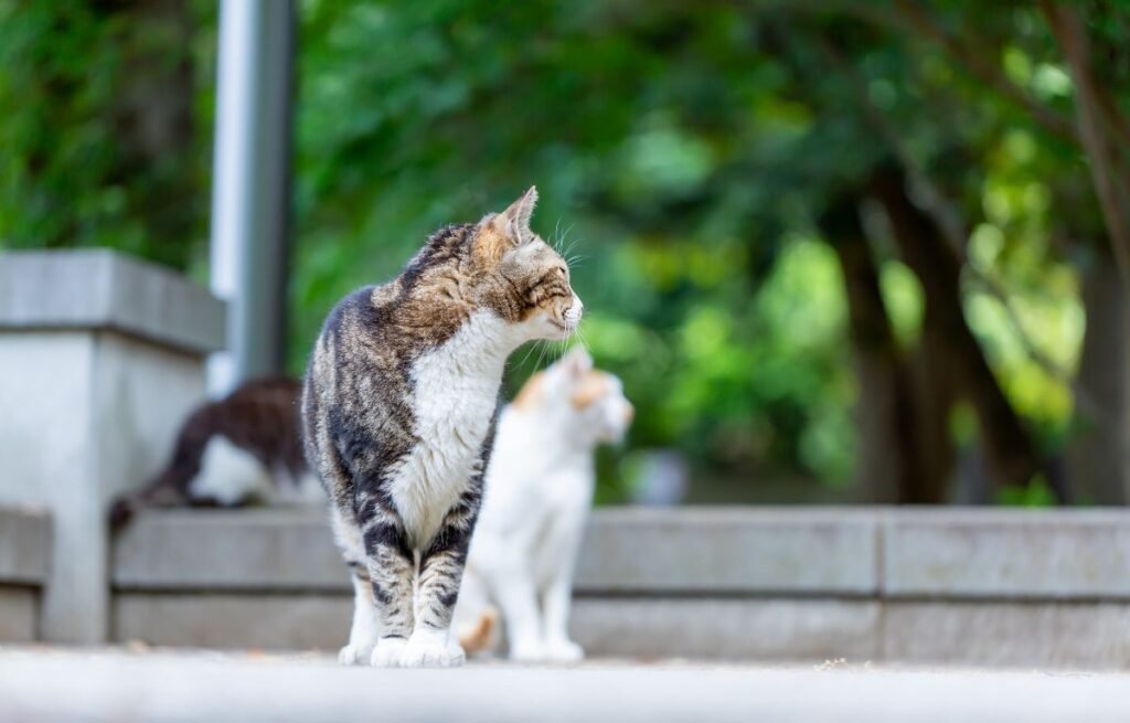 Domaće mačke nisu obične – Evo zašto su posebnije nego što mislite, nerasna mačka u urbanom okruženju posmatra okolinu