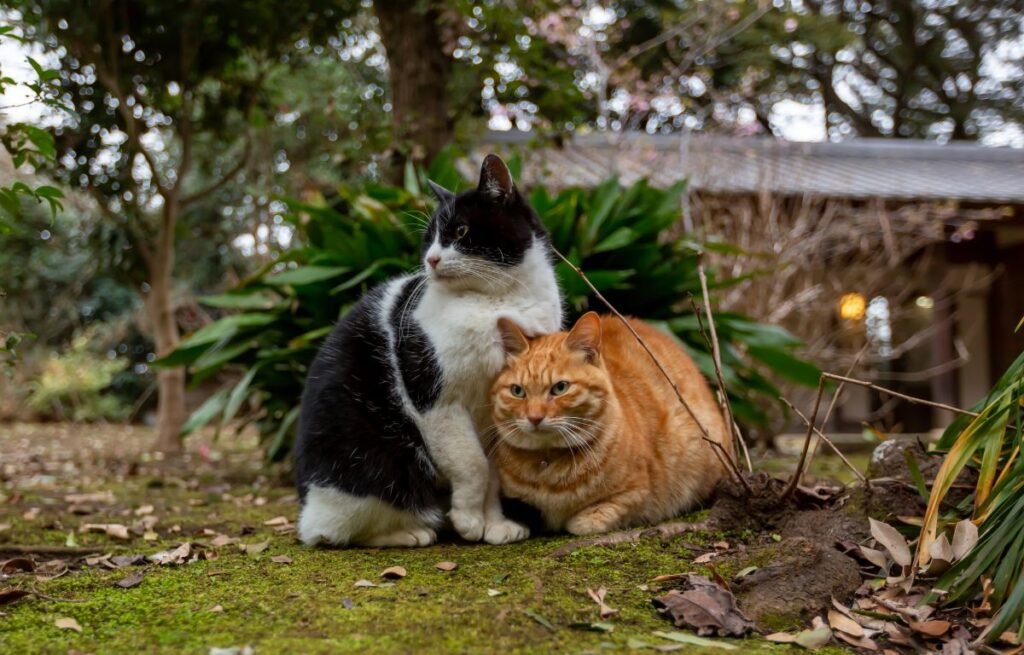 Domaće mačke nisu obične – Evo zašto su posebnije nego što mislite, dve nerasne mačke zajedno u prirodnom okruženju