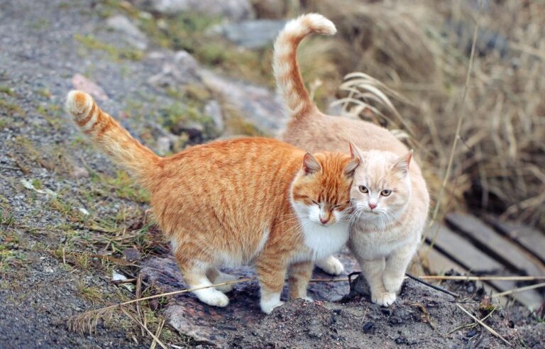 Domaće mačke nisu obične – Evo zašto su posebnije nego što mislite, dve nerasne mačke zajedno u prirodnom okruženju
