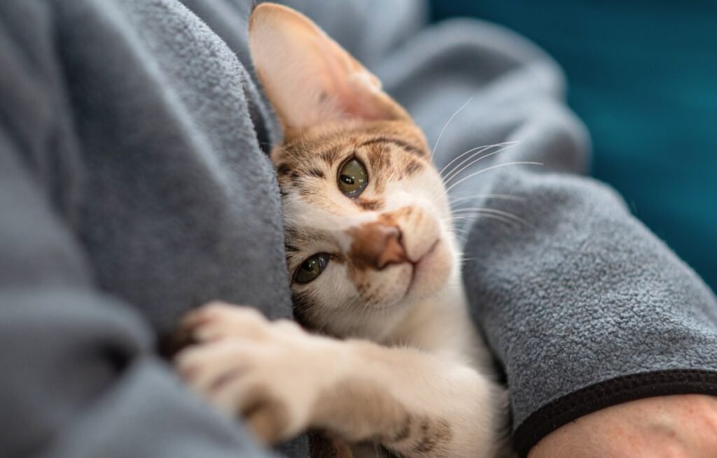 Mačiji poljubac – znak koji mačke ne pokazuju svakome – mačka sa poluzatvorenim očima pokazuje poverenje i nežnost prema vlasniku