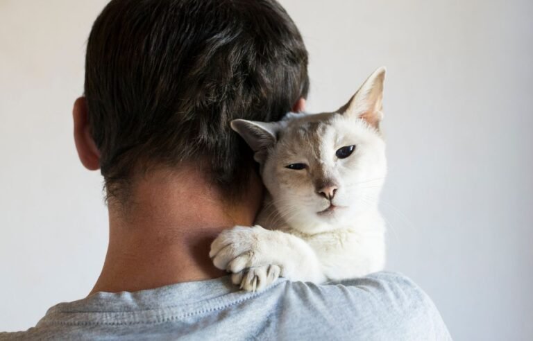 Mačiji poljubac – mačka sa poluzatvorenim očima pokazuje poverenje dok je vlasnik drži