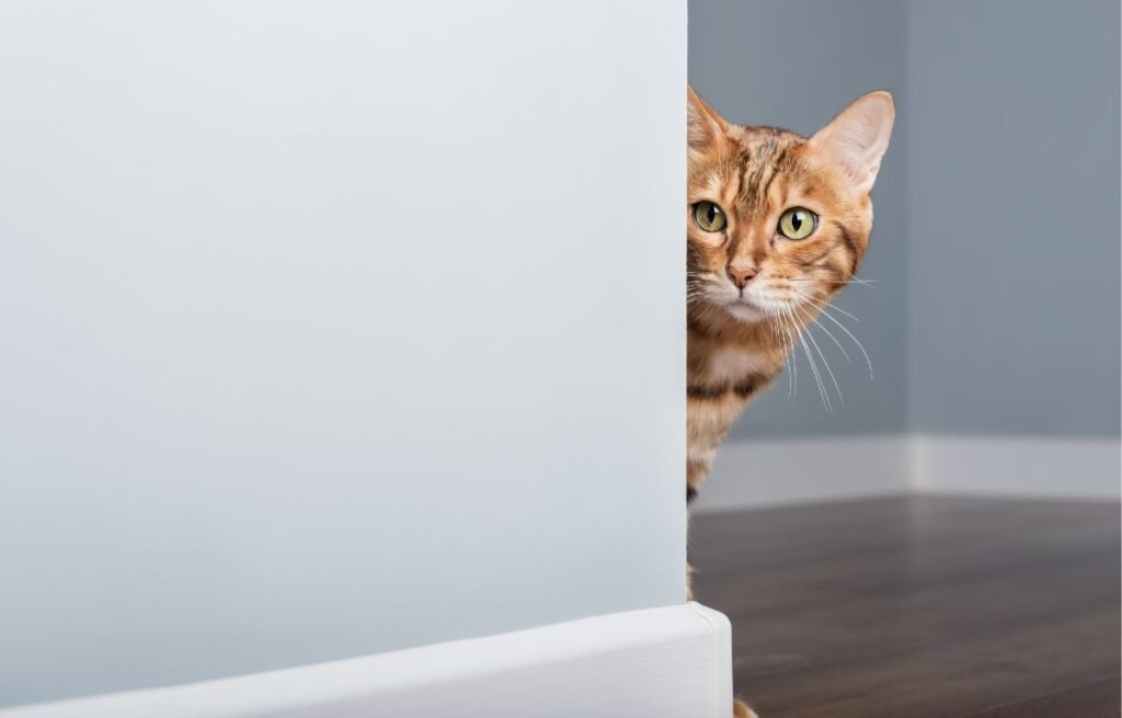 Mačke prepoznaju loše osobe – mačka oprezno posmatra iz ugla kao znak instinkta i nepoverenja