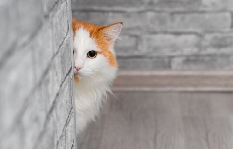 Mačke prepoznaju loše osobe – mačka oprezno posmatra iz prikrajka kao znak nepoverenja