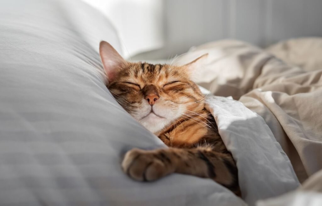 Kada mačka spava pored glave – mačka spava na jastuku kao znak poverenja i sigurnosti