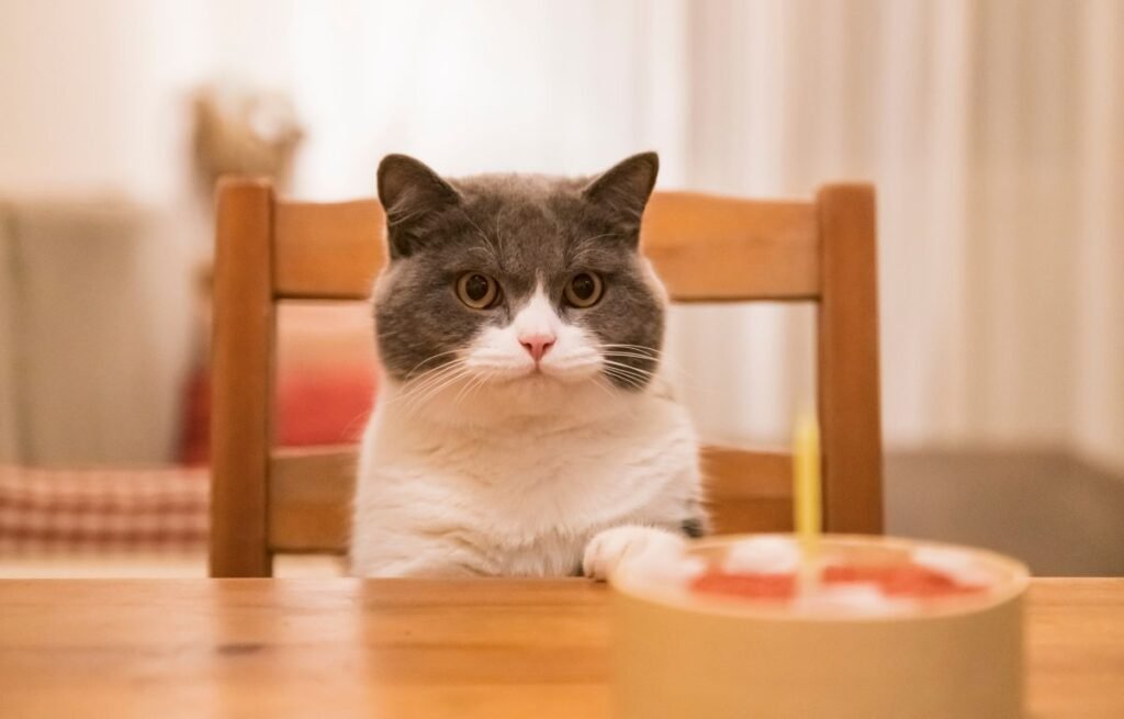 Mačka vas testira svaki dan – mačka sedi za stolom i posmatra kao znak radoznalog i testirajućeg ponašanja