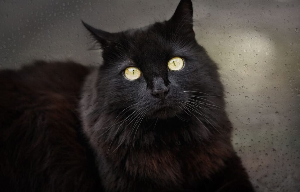 Mačke vide stvari koje mi ne vidimo – crna mačka fokusirano gleda u nešto nevidljivo kroz razvijenu percepciju