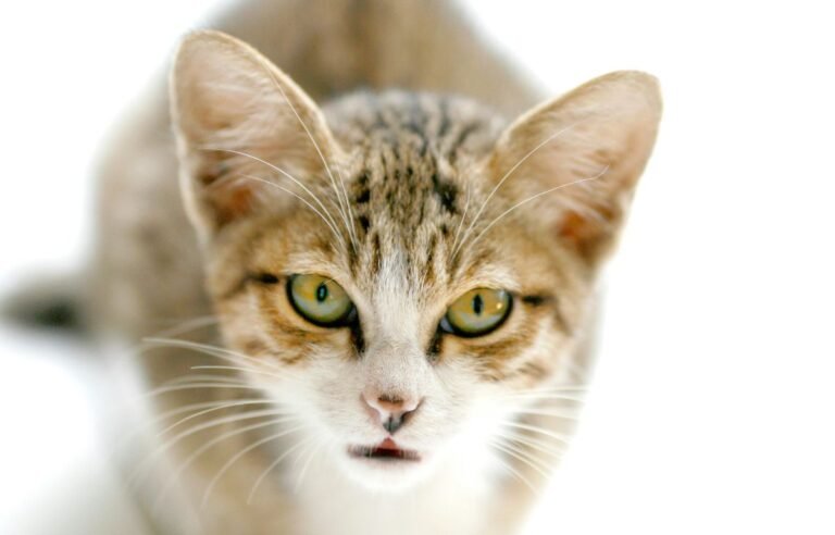 Mačke vide stvari koje mi ne vidimo – mačka fokusirano gleda u nešto nevidljivo kao znak pojačane percepcije