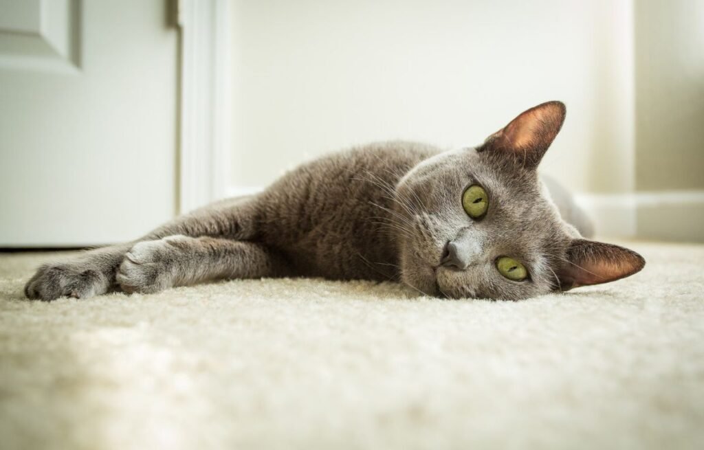 Ako imate rusku plavu mačku – Ove stvari morate znati o njenom ponašanju, ruska plava mačka leži na podu i posmatra vlasnika