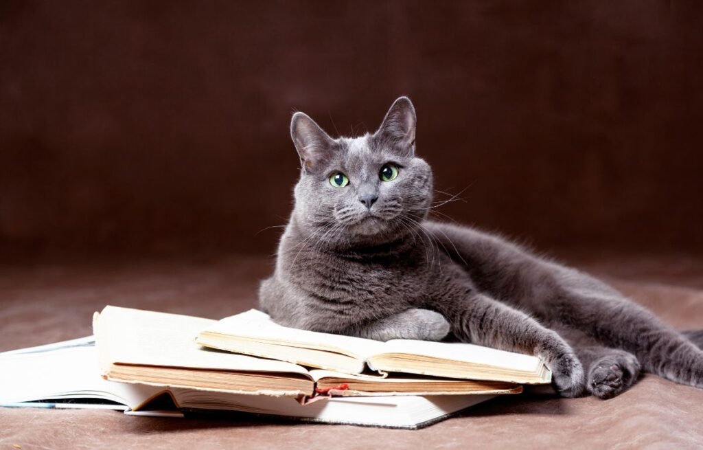 Ako imate rusku plavu mačku – Ove stvari morate znati o njenom ponašanju, ruska plava mačka leži pored knjiga i mirno posmatra okolinu
