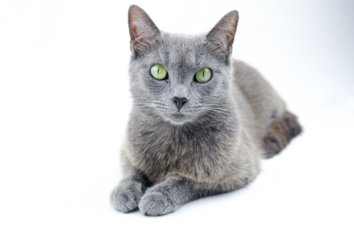 Ako imate rusku plavu mačku – Ove stvari morate znati o njenom ponašanju