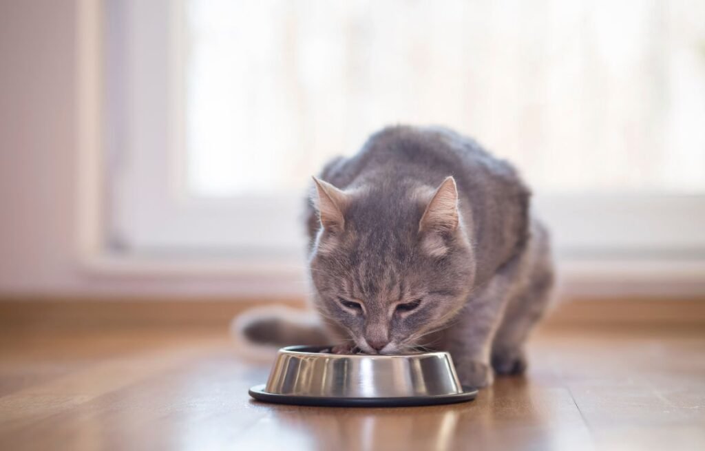 Šta mačke smeju da jedu – mačka jede iz posude kao primer pravilne ishrane i zdravog obroka