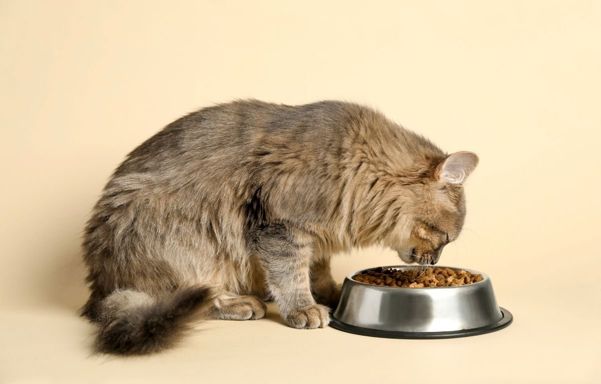 Šta mačke smeju da jedu – Lista sigurne hrane i namirnica koje morate izbegavati