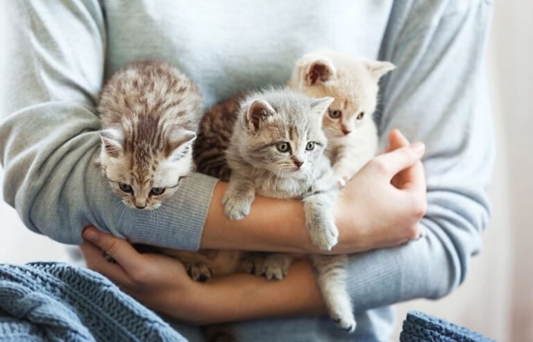 Zašto doktori preporučuju mačke kao kućne ljubimce – mačići u naručju vlasnika macketinashop