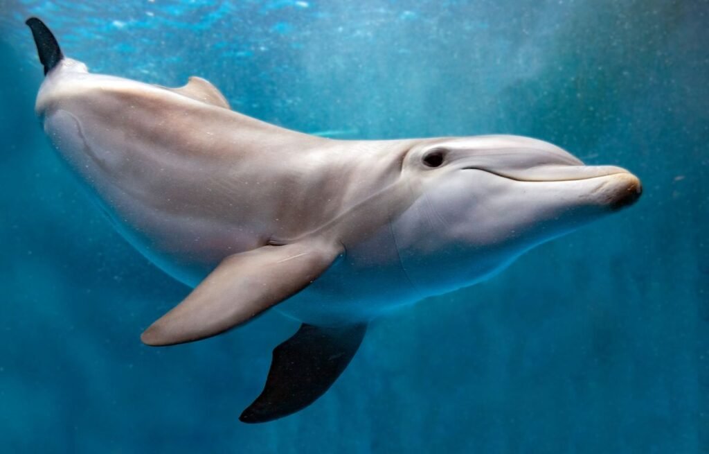 Delfin pod vodom – komunikacija delfina i 8 životinjskih misterija
