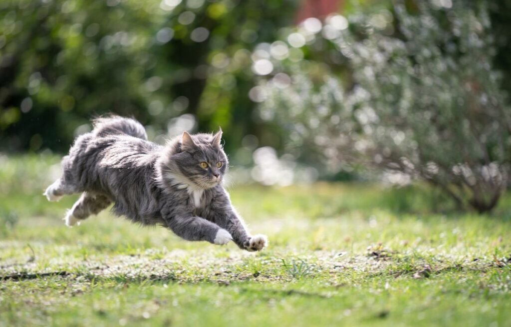Mačka trči punom brzinom – čudne stvari koje mačke rade poznate kao zoomies